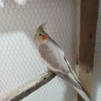 عروس هلندی|پرنده|مزرعه کتول, |دیوار