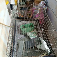 مرغ عشق نر یک عدد