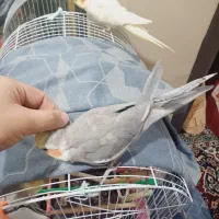 عروس هلندی دستی|پرنده|برخوار, |دیوار