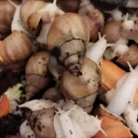 حراجی البینو ۷/۸سانت