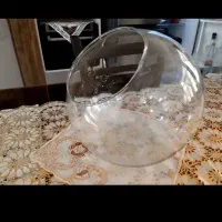 تنگ ماهی سر کج