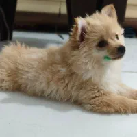 توله پامرانین زیبا و آموزش پذیر|سگ|مشهد, هنرور|دیوار