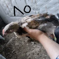 جوجه مرغ و خروس محلی