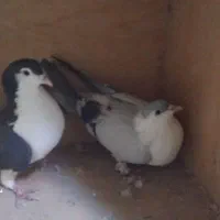 حیوان|پرنده|قوچان, |دیوار