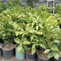 اکو با ژاپونی