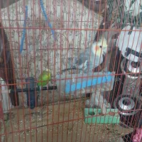 یک عدد عروس هلندی نر، با یک عدد مرغ عشق با قفس