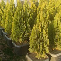 کامیس نوک دار|گل و گیاه طبیعی|کرج, ملک‌آباد|دیوار