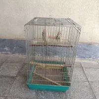 قفس پرنده