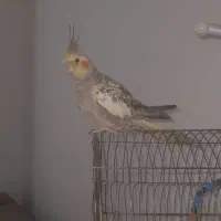 عروس هلندی ماده یک ساله