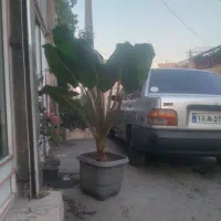 گل باباآدم