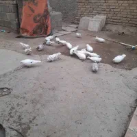 تعدادی کبوتر کله ای زاغ سفید سرور|پرنده|بافت, |دیوار