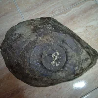 سنگ فسیل آمونیت
