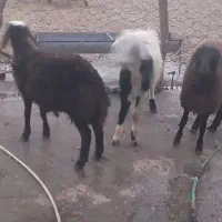 بره نر وماده پلنگی|حیوانات مزرعه|بروجرد, |دیوار