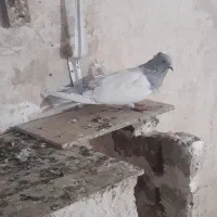 یک جفت فلی باش بیس شگیل قطعلی|پرنده|اهر, |دیوار