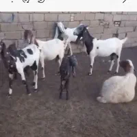 هویزه روستا