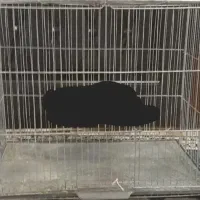 قفس مرغ عشق