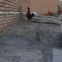 خروس لاری|حیوانات مزرعه|بیلوار, |دیوار