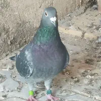 کفتر مسافتی خون خالس