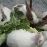 سلام خرگوش ماده باشش تا بچه هاش