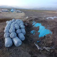 ذرت علوفه درجه یک بدون علف و سیاهک و قارچ