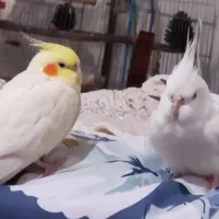 یک جفت عروس هلندی