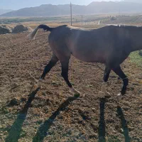 گمشده|حیوانات|الیگودرز, |دیوار