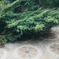 کاج رونده چندساله