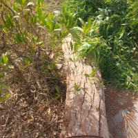 خریدارچوب ودرخت صنوبروکاج و چنار|خدمات باغبانی و درختکاری|آق قلا, |دیوار