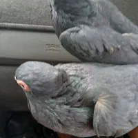 سیاه چشم نک|پرنده|باغ بهادران, |دیوار