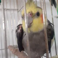 عروس پیدا شده