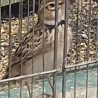 سهره طغری ۴۵۰ هزارتومان|پرنده|کرمان, |دیوار