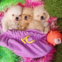 سگ توله پامرانین ، پامر، عروسکی، جیبی