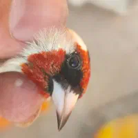 سهره جوجه امسالی کراوات گل بلند|پرنده|اسلامشهر, شهرک امام حسین (میان آباد)|دیوار