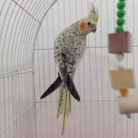 یک جفت عروس هلندی مولد|پرنده|شال, |دیوار