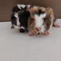 خوکچه هندی موکوتاه|موش و خرگوش|تهران, مهران (سیدخندان)|دیوار