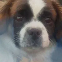 سگ شیتزو زیر قیمت دو و دویست