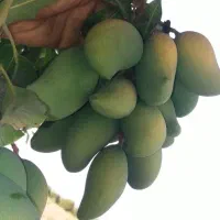 نهال انبه پیوندی رودان برنطین