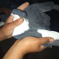 کبوتر دوری درجه یک