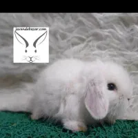 خرگوش لوپ مینیاتوری|موش و خرگوش|مشهد, فلسطین|دیوار