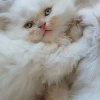 بچه گربه بریتیش هیمالین