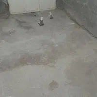 کبوتر طوقی