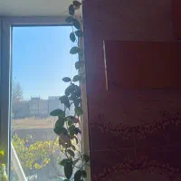 گل خانگی|گل و گیاه طبیعی|مشگین شهر, |دیوار