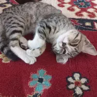 گربه