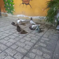 ۴عدد کله سرخ درشت همه نر ویک جفت کله هفت رنگ