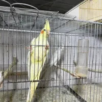 عروس هلندی بالغ آلبینو و لوتینو جفت ماده کار|پرنده|قم, دروازه ری|دیوار