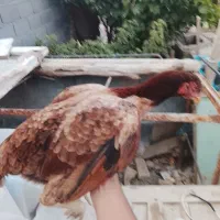دو عدد مرغ لاری نسل دار کرک