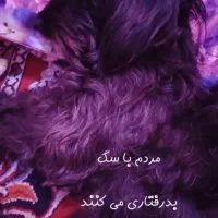 سگ شیتزو تریر