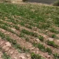 زمین شهر سپیدار روستای کی صالحی