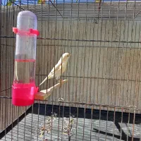 سلام عشق بازان قناری|پرنده|ایلام, |دیوار