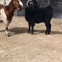 بز درشت آبستن دوقلو زا|حیوانات مزرعه|کوزران, |دیوار